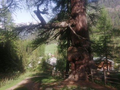 Holiday apartment LÃ¤rchenheim - Outdoor photo 8