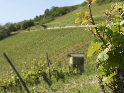 Holiday apartment Riesling - Outdoor photo 6