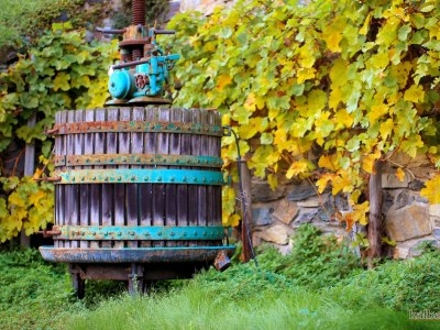 Holiday apartment Riesling - Outdoor photo 7