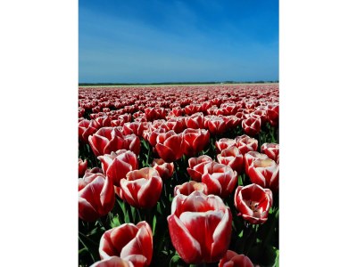 Holiday house Seestern Julianadorp Park Strandslag - Environment photo 30