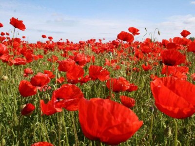 Farmhouse Gemütliches Appartement in Brusow mit Garten - Environment photo 26