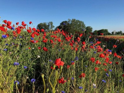 Holiday house Wiedblick - Environment photo 37