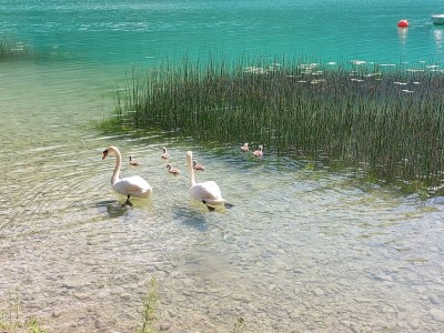 Holiday apartment Woferlbauer - Outdoor photo 10