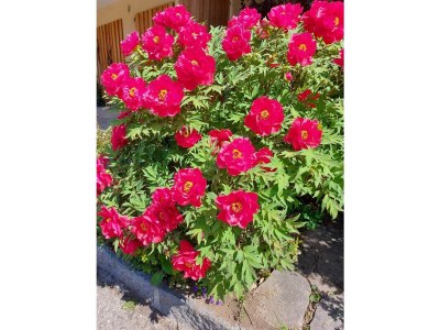 Holiday apartment Woferlbauer - Outdoor photo 11