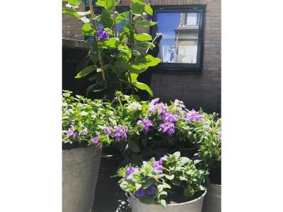 Holiday apartment De Strandloper - Outdoor photo 4