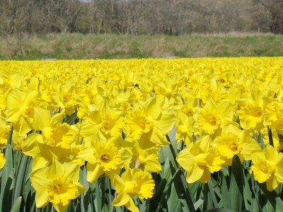 Holiday apartment De Strandloper - Environment photo 28