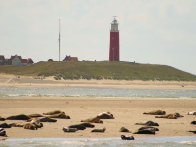 Holiday house Feel-good De Koog - Environment photo 14