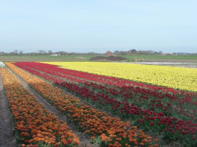 Holiday house Feel-good De Koog - Environment photo 16