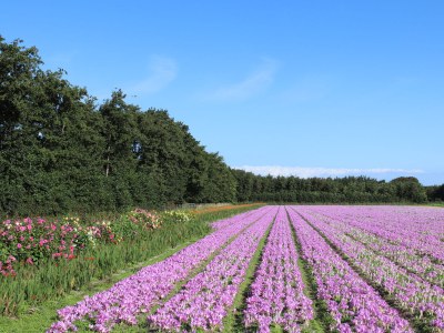 Holiday house Feel-good De Koog - Environment photo 17