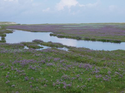 Holiday house Feel-good De Koog - Environment photo 18