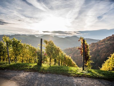 Holiday apartment Family Oswald - Environment photo 30