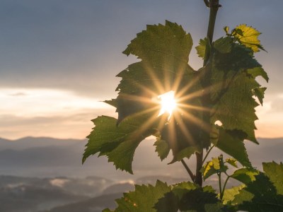 Holiday apartment Family Oswald - Environment photo 31