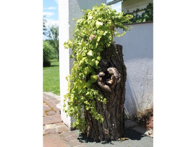 Holiday apartment Garden Terra at Wurzerlhof - Outdoor photo 12