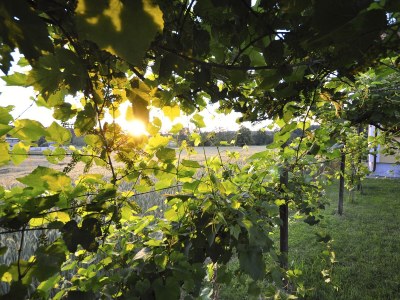 Holiday apartment Garden Terra at Wurzerlhof - Outdoor photo 15