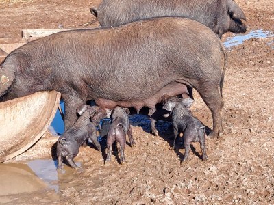 Finca Sa Rota de sa Marina - Environment photo 38