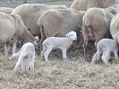 Finca Sa Rota de sa Marina - Environment photo 39
