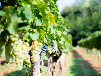 Villa StepanÄ - Outdoor photo 20