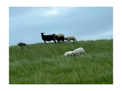 Holiday house Guhl - Environment photo 40