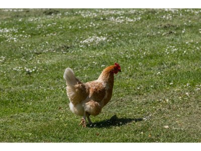 Cottage Family House near Vrouwenpolder Beach - Outdoor photo 40