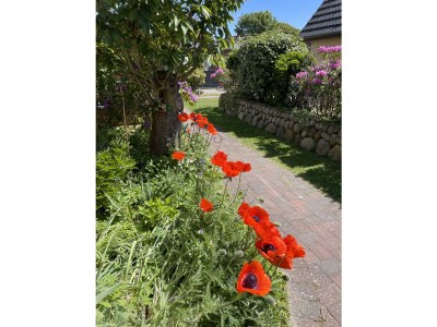 Holiday apartment **neu im Angebot** Whg. Fiffut  [friesisch Seestern] - Outdoor photo 8