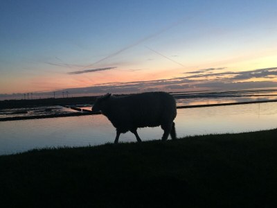 Holiday apartment **neu im Angebot** Whg. Fiffut  [friesisch Seestern] - Environment photo 35