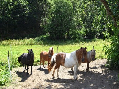 Apartment Charmante Ferienwohnung mit Garten in Hüddingen - Outdoor photo 37