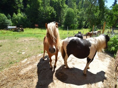 Apartment Charmante Ferienwohnung mit Garten in Hüddingen - Outdoor photo 38