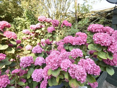 Holiday house Ferienhaus in küstennaher Umgebung - Outdoor photo 34