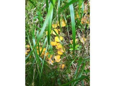 Holiday house Ferienhaus Laßhofer Veitn - Environment photo 26