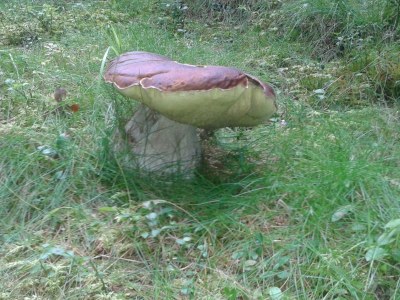 Holiday house Ferienhaus Laßhofer Veitn - Environment photo 27