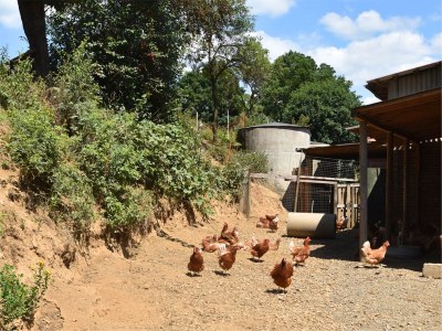 Farmhouse Ferienhaus auf einem Bauernhof in Bad Wildungen - Outdoor photo 6