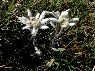 Holiday apartment Troger - Environment photo 20