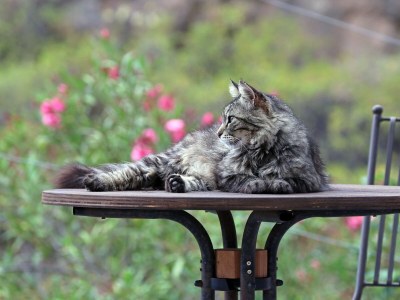 Holiday apartment Casa Sibylle Ground Floor - Document photo 23