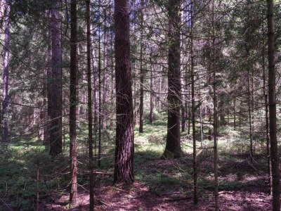 Apartment Gemütliche Wohnung in Flussnähe in Regen Bayern - Environment photo 32