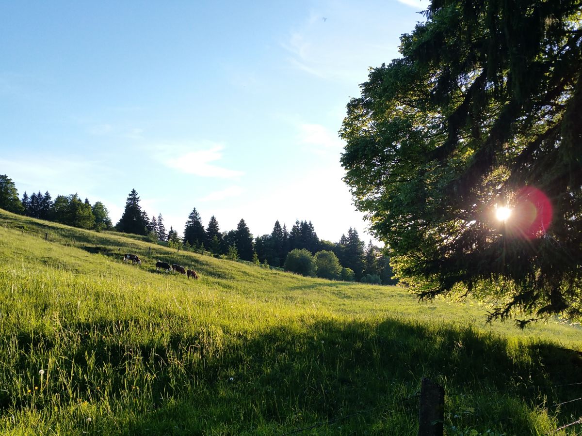 Holiday apartment Hörnle Blick - Outdoor photo 3