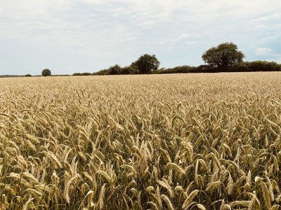 Holiday house "kleine Bucht" ("little bay") - Environment photo 38