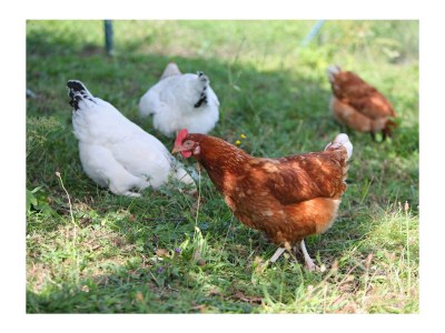 Holiday apartment Lapperhof - Outdoor photo 16