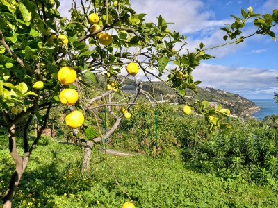 Villa Dei Limoni - Outdoor photo 12