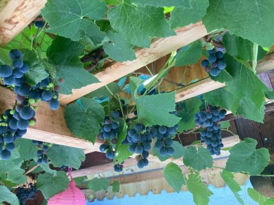 Holiday apartment Abendrot - Outdoor photo 12