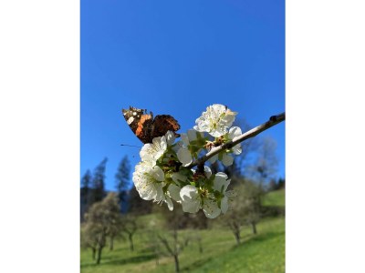 Holiday apartment Abendrot - Environment photo 32