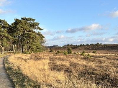 Holiday house Felsenbire im Heidezauber - Environment photo 24