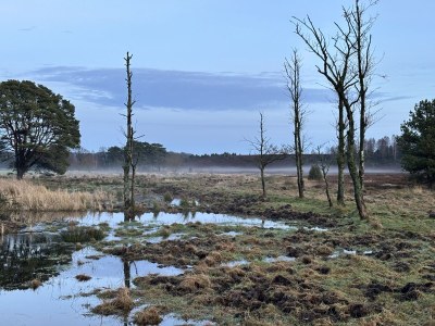 Holiday house Felsenbire im Heidezauber - Environment photo 25