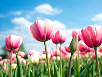 Chalet Wellness Bij De Duinen - Environment photo 22