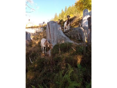 Holiday apartment Tannenzäpfle im Haslehaus - Environment photo 38