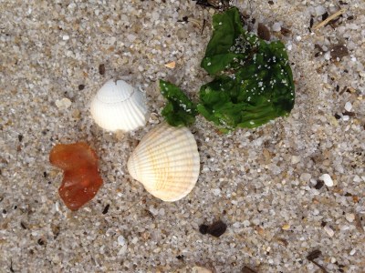 Holiday apartment Godewind I - Haus Fischer. 1 - Environment photo 17