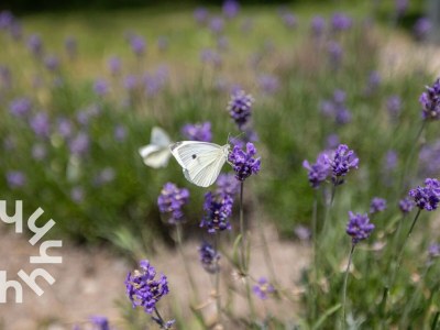 Holiday house Holiday house Westkapelle - ZE263 - Environment photo 23