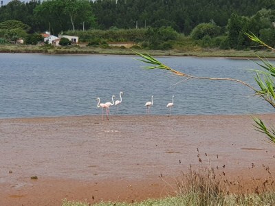 Holiday house Reski 2 - Environment photo 30