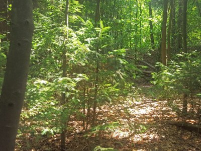 Holiday house Waldrand Braunlage Home - Environment photo 30