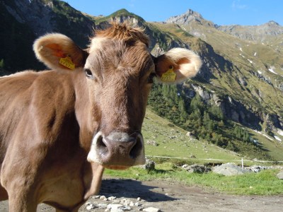 Holiday house Corelli Holiday Home - Environment photo 20