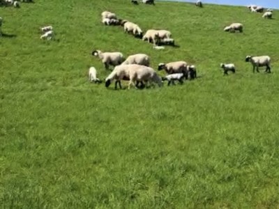 Holiday apartment Nordsee - Environment photo 33